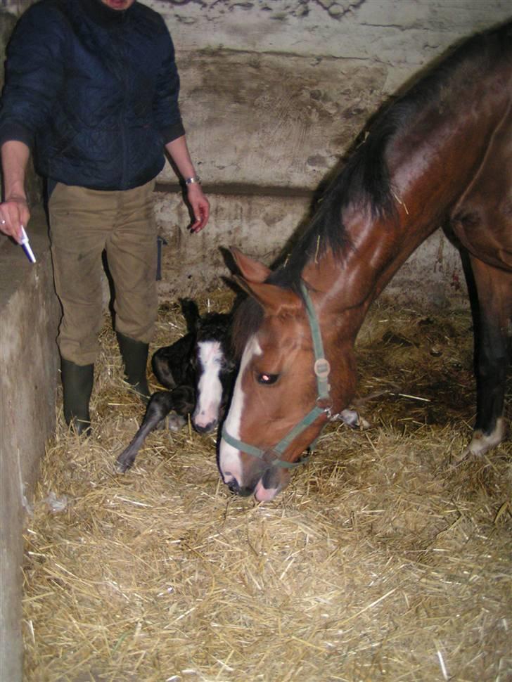 Welsh Partbred (Sec F) Midnights Masja - Så er Midnights Masja kommet til verden billede 2