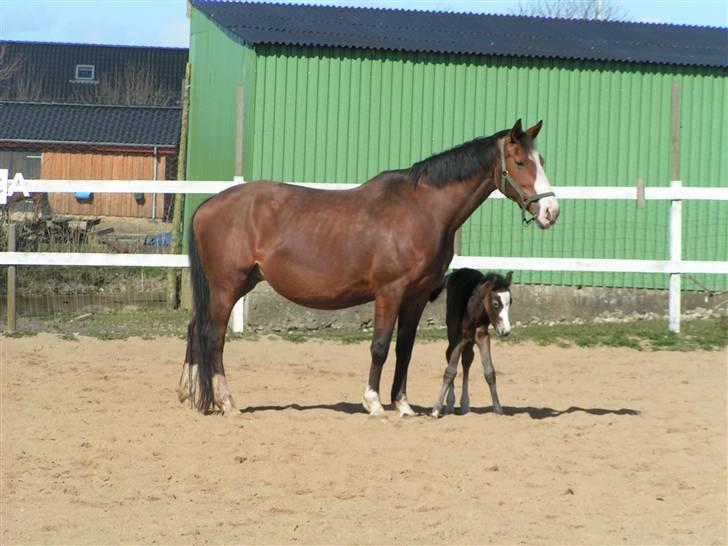 Welsh Partbred (Sec F) Midnights Masja - Den stolte mor viser ridebanen til sit 12 timer gamle føl, Midnights Masja billede 3