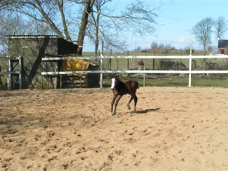 Welsh Partbred (Sec F) Midnights Masja - Langt fra mor billede 4