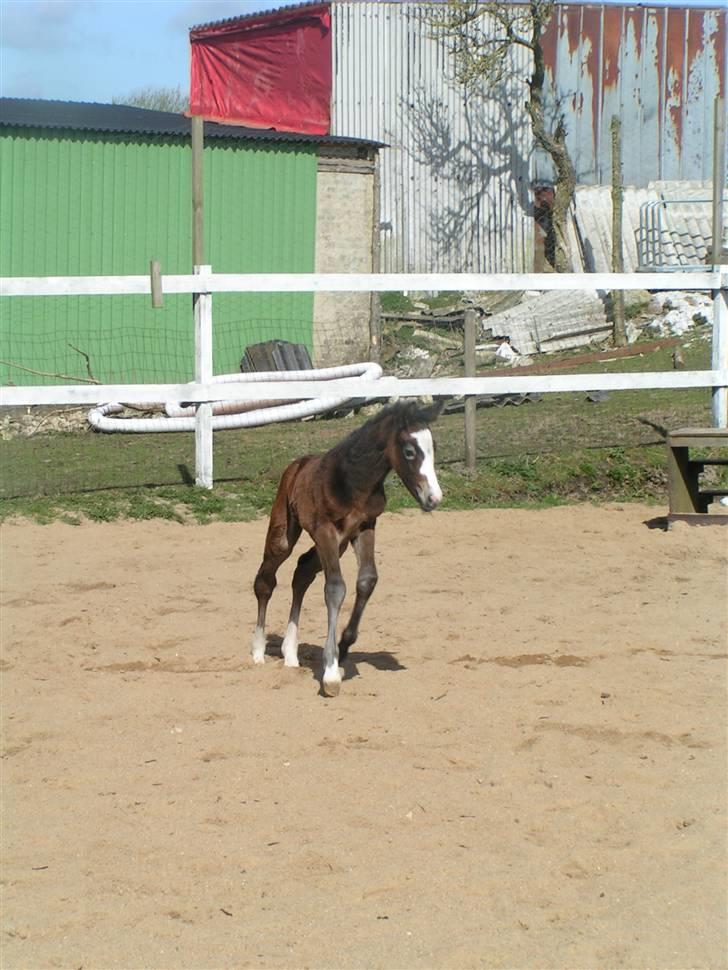 Welsh Partbred (Sec F) Midnights Masja - Masja er 12 timer gammel og tager sin første løbetur på ridebanen billede 5