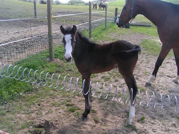 Welsh Partbred (Sec F) Midnights Masja - Masja er en uge gammel og på "rigtig" fold for første gang billede 6