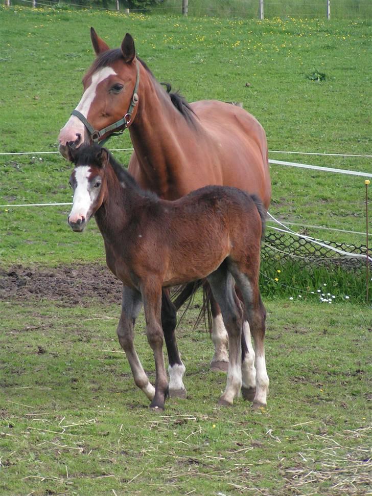 Welsh Partbred (Sec F) Midnights Masja - Masja er nu to uger gammel billede 7