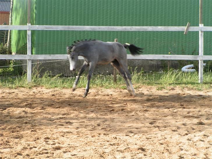 Welsh Partbred (Sec F) Midnights Masja - En glad hest, hjemme fra indlæggelse og endelig ude på fold igen billede 8