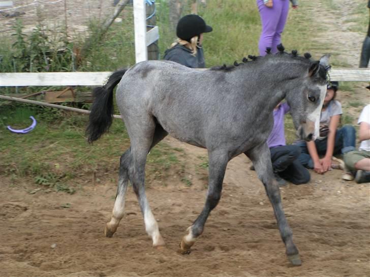 Welsh Partbred (Sec F) Midnights Masja - Masja forstår, at vise sig frem billede 9