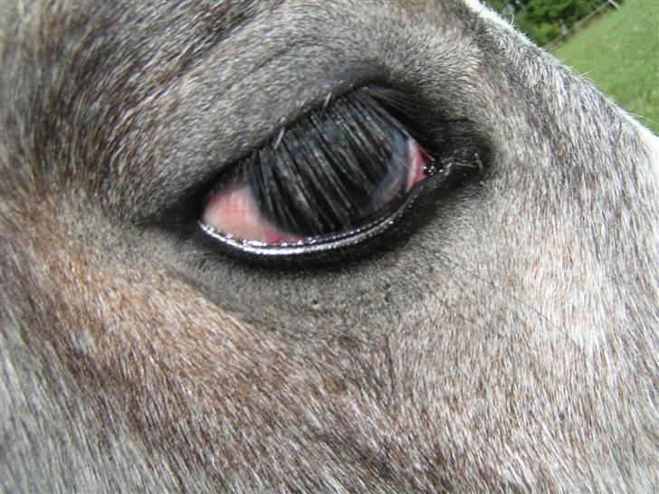 Welsh Partbred (Sec F) Midnights Masja - Det uheldige øje i august 2009 billede 10