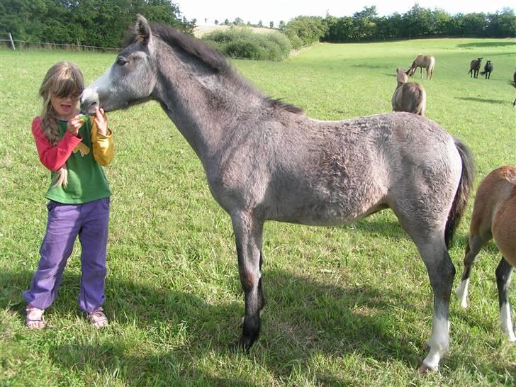 Welsh Partbred (Sec F) Midnights Masja - Sara og Masja hygger en dejlig sommerdag på folden billede 11