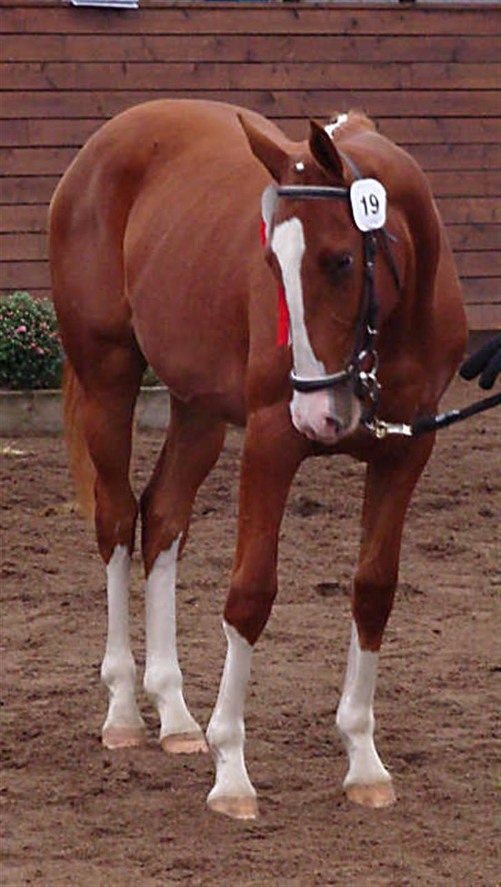 Frederiksborg Vivaldi´s Meg Ryan billede 2