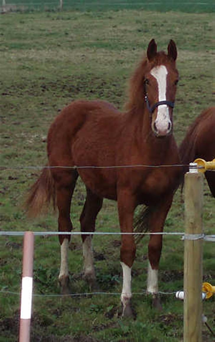 Frederiksborg Vivaldi´s Meg Ryan - På mark som stort føl. billede 3