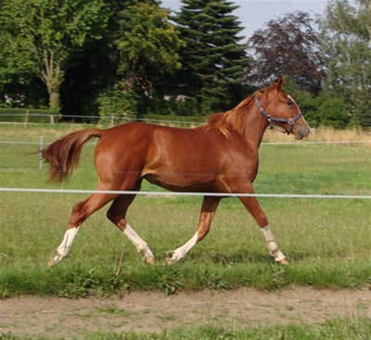 Frederiksborg Vivaldi´s Meg Ryan - Igen her som 1 års plag. billede 4