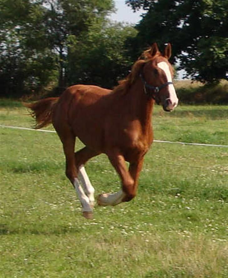 Frederiksborg Vivaldi´s Meg Ryan - Hun er en glad hest med fart i. billede 5