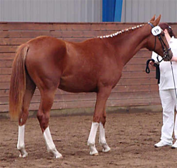 Frederiksborg Vivaldi´s Meg Ryan - Meg Ryan til bedømmelse som 1 års plag. billede 6
