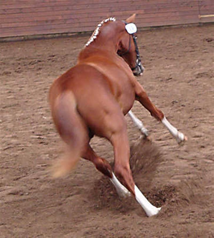 Frederiksborg Vivaldi´s Meg Ryan - Hun laver opvisning for dommerne til plagskuet som 1 års. billede 7