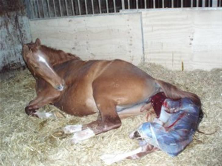 Frederiksborg Vivaldi´s Meg Ryan - Her kommer Meg Ryan til verden. billede 9