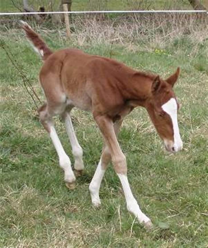 Frederiksborg Vivaldi´s Meg Ryan - Her er hun kun 1 dag gammel. billede 10