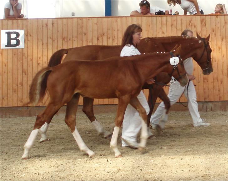Frederiksborg Vivaldi´s Meg Ryan - Her er hun til føl skue, som stort føl. billede 11