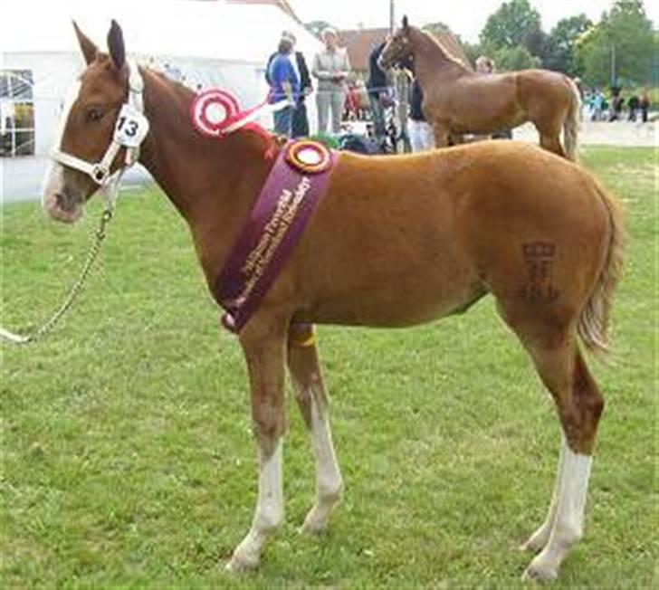 Frederiksborg Vivaldi´s Meg Ryan - Hun blev også publikumsvinder som føl, kåret som publikums favoritføl. billede 12