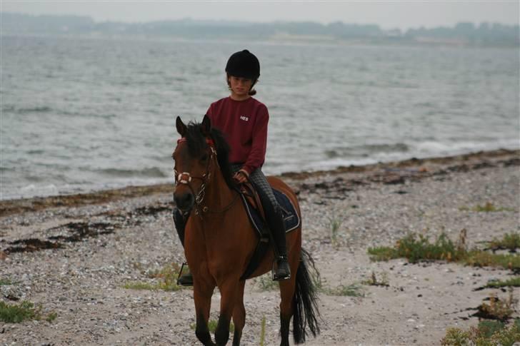 Dartmoor Laban af granlygård - Laban på stranden;D billede 9