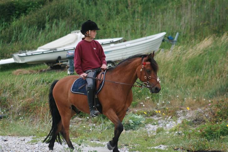 Dartmoor Laban af granlygård - Smukkesen!:D billede 12