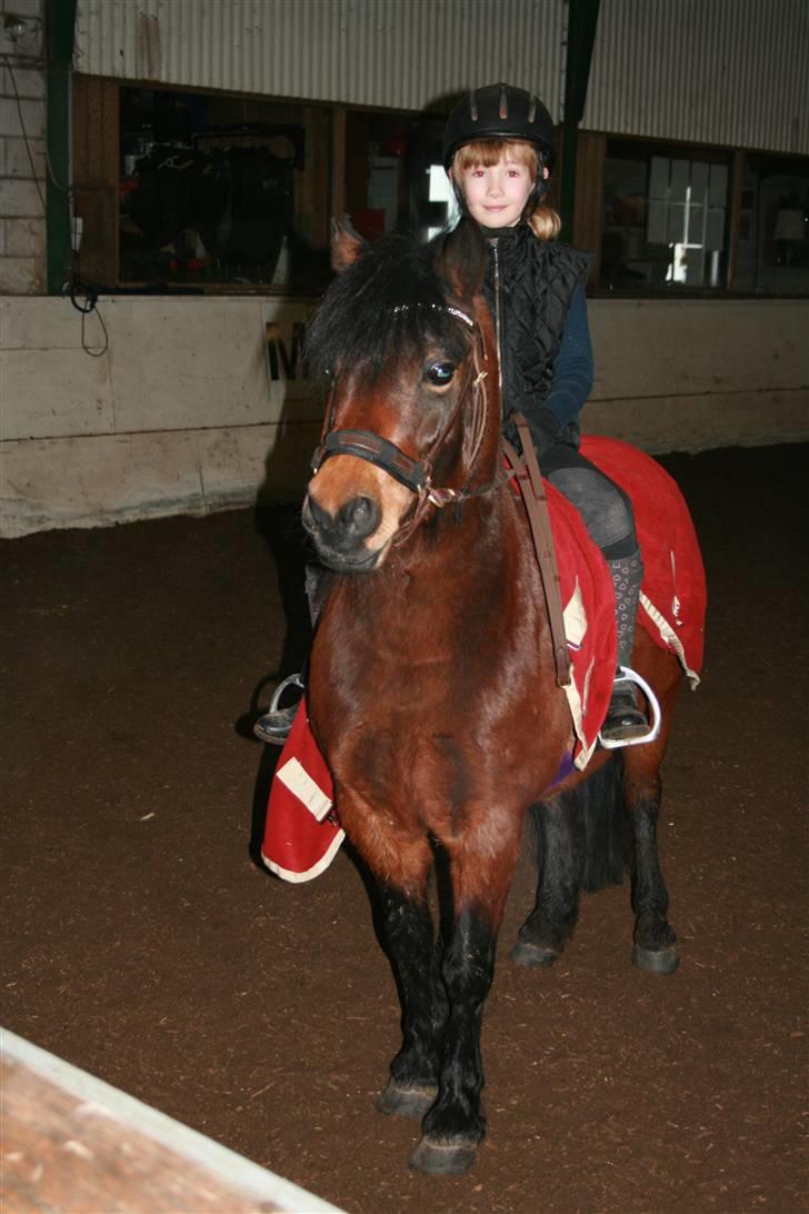 Dartmoor Mille Musen. ..solgt - varmer op til ridetimen liv på 7 og musen på 6 m bidløs billede 3