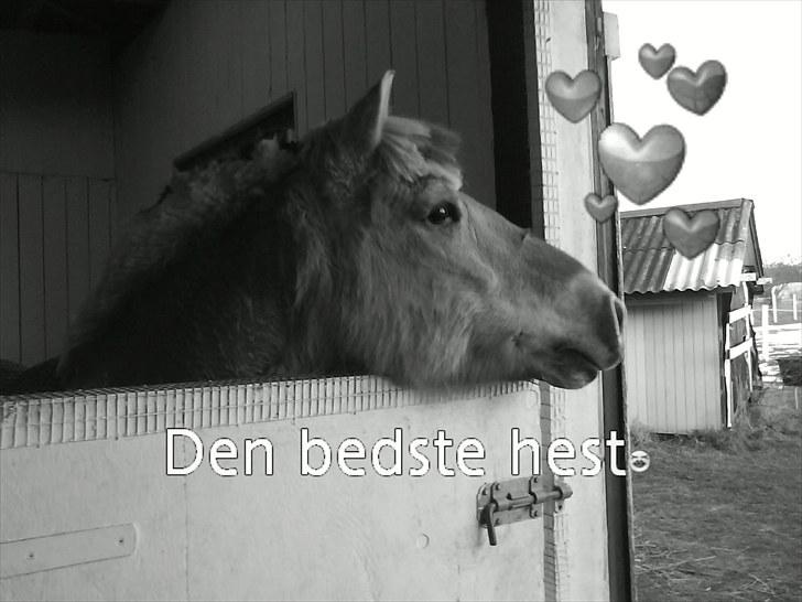 Fjordhest Felix solgt billede 2
