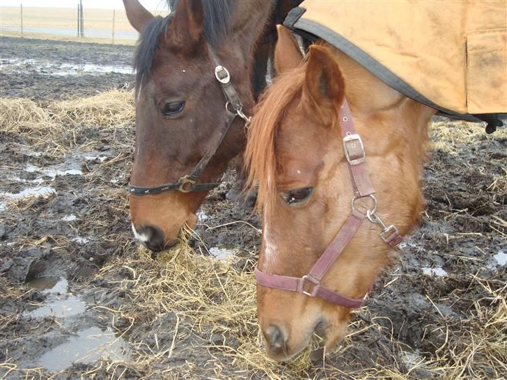 Quarter Skips Bu   *R.I.P* billede 7