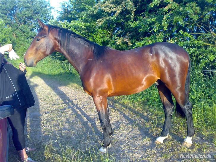 Oldenborg Tronkærs Lukas - sommergræs 2008. Lukas 2år. (SE FORSKEL FRA DET FØRSTE BILLEDE) billede 18