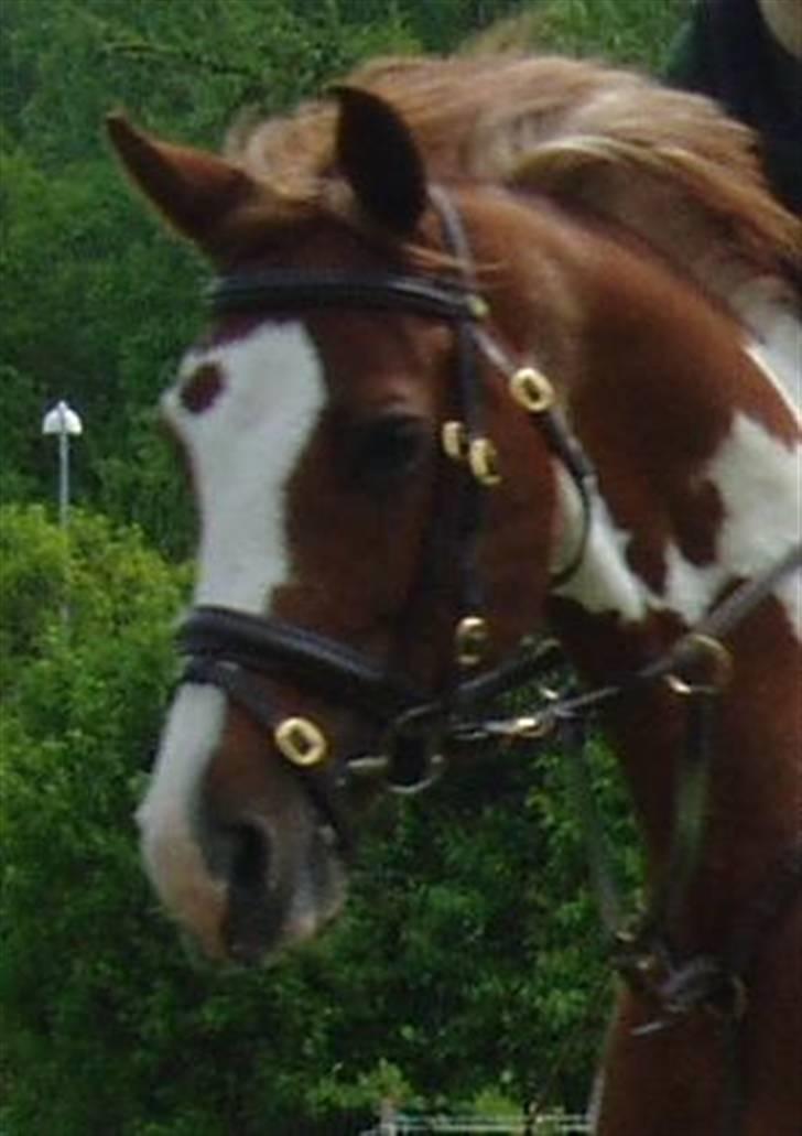 Pinto Araber Ara *R.I.P* - - fordi du var en HOPPE! billede 19