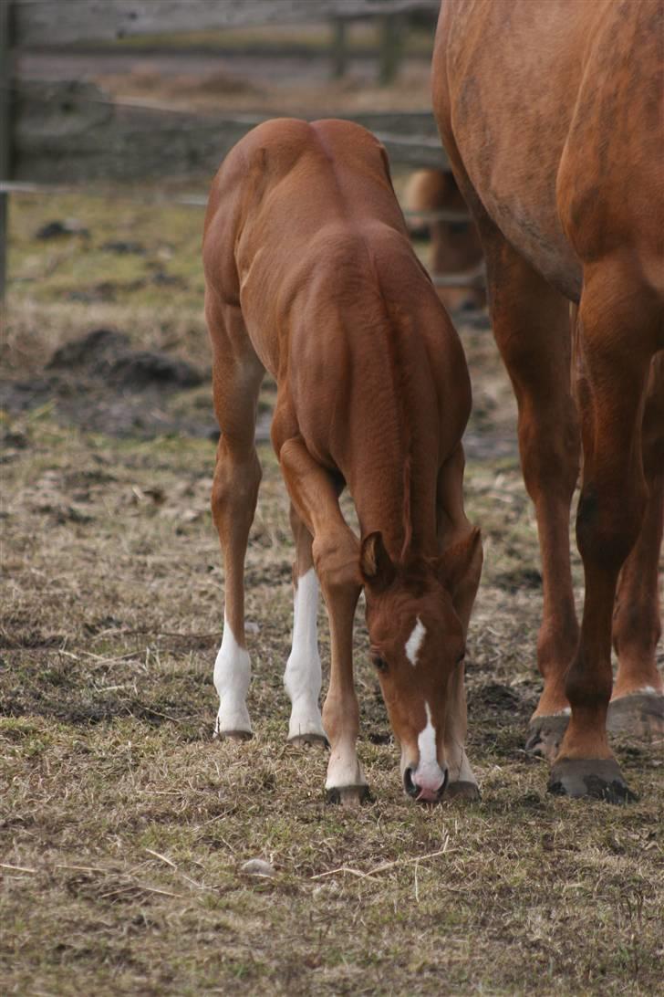 Quarter TC Minty Chocolate R.I.P.  billede 6