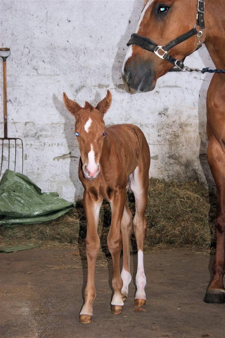 Quarter TC Minty Chocolate R.I.P.  billede 7