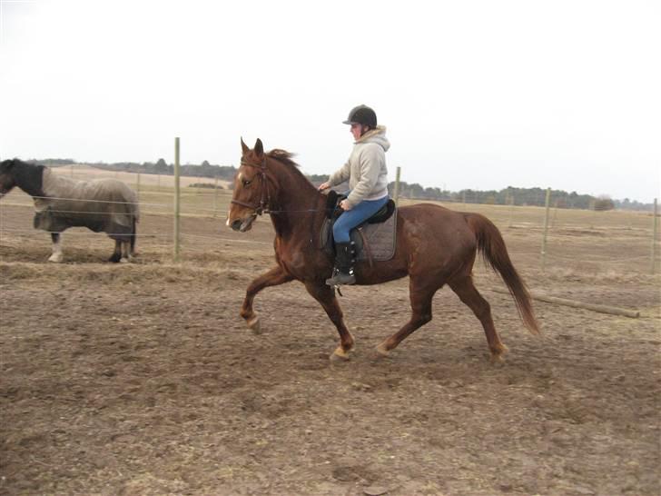 Anden særlig race Mitzi *R.I.P* 29/6 2010 billede 10