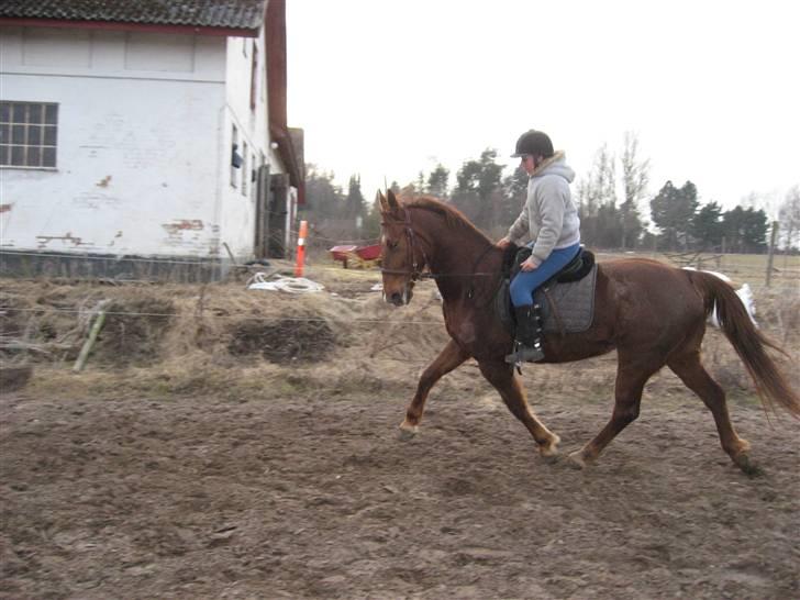 Anden særlig race Mitzi *R.I.P* 29/6 2010 billede 11