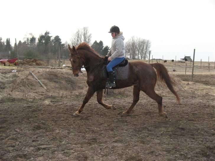 Anden særlig race Mitzi *R.I.P* 29/6 2010 billede 14