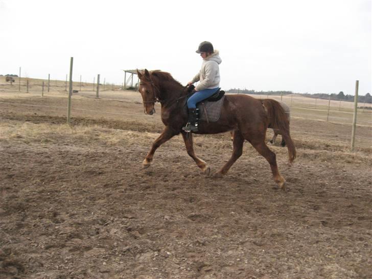 Anden særlig race Mitzi *R.I.P* 29/6 2010 billede 15