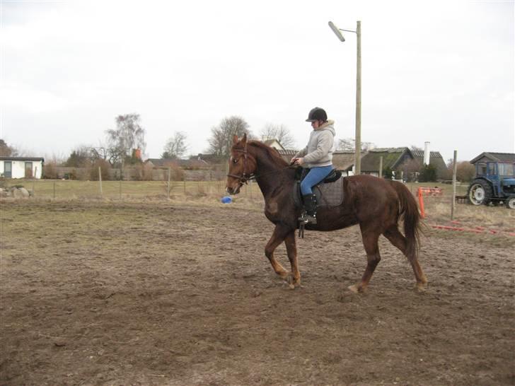 Anden særlig race Mitzi *R.I.P* 29/6 2010 billede 16