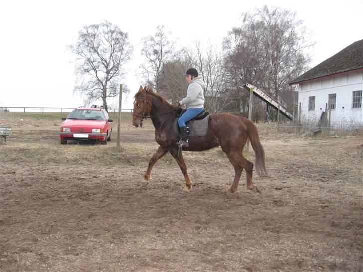 Anden særlig race Mitzi *R.I.P* 29/6 2010 billede 17