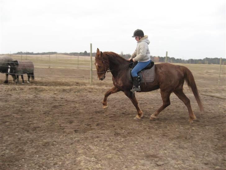 Anden særlig race Mitzi *R.I.P* 29/6 2010 billede 18