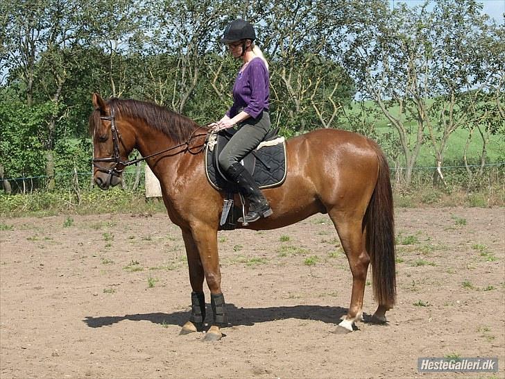 Anden særlig race Quinton - 230610. Pia skridter af billede 8