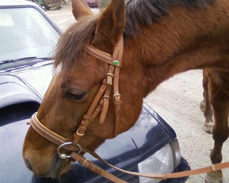 Anden særlig race Quinton - Søde Quinton er så dejlig rolig billede 9