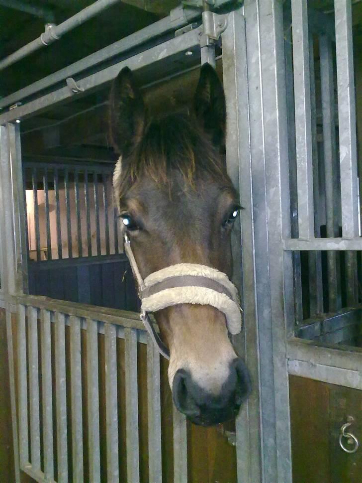 Oldenborg Hasselhøjs louie - Louie 19. marts billede 20