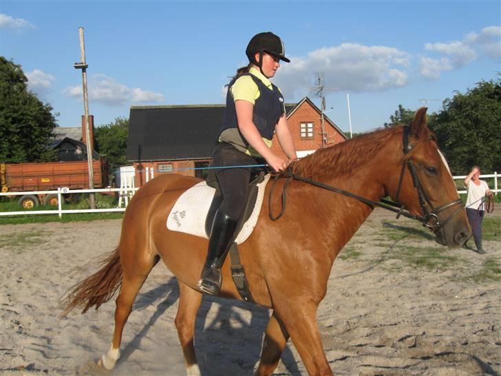 Pinto Svalegårdens Hemmingway billede 13