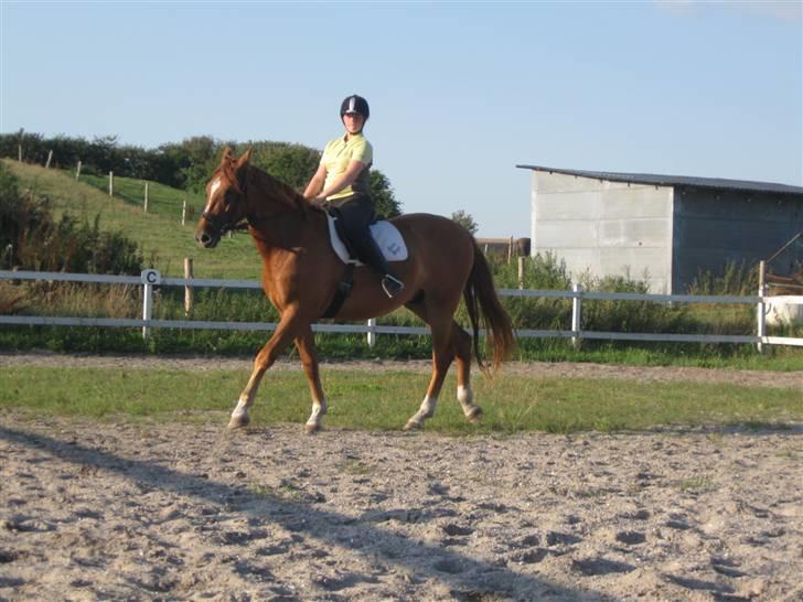 Pinto Svalegårdens Hemmingway billede 14