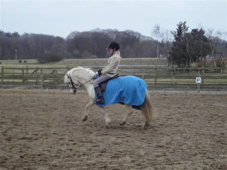 Welsh Mountain (sec A) Liljelunds Sundance - Se hvor fint han går(: <3 billede 7