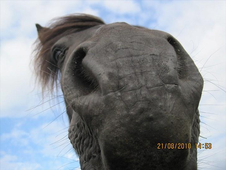 Anden særlig race Hugo - Hugo´s gamle men elskede mule :) billede 3