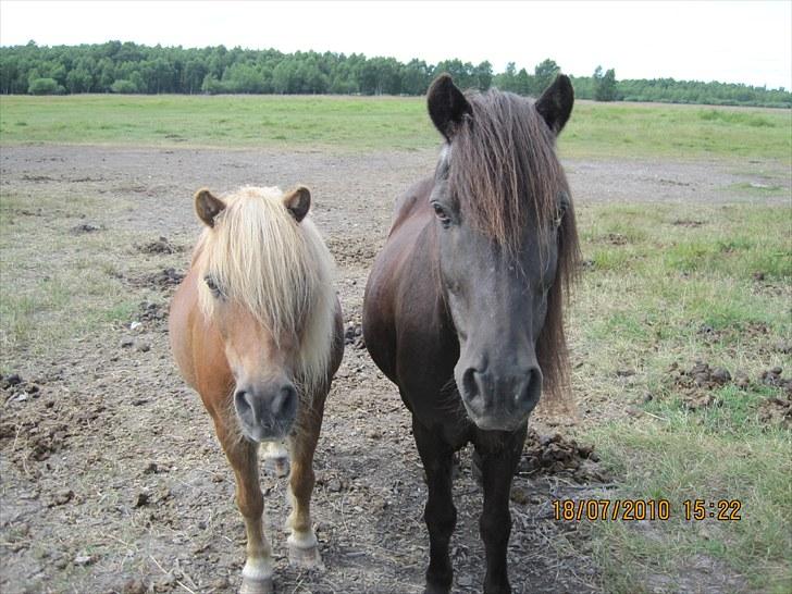 Anden særlig race Hugo - Bølle Alf og Hugo på sommergræs 2010 billede 8