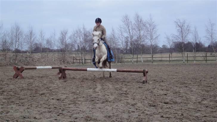 Welsh Mountain (sec A) Liljelunds Sundance - Fordi du elsker det i: <3 billede 8