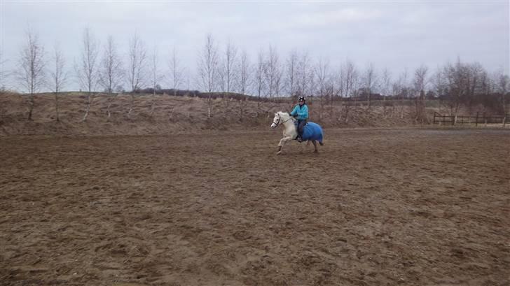 Welsh Mountain (sec A) Liljelunds Sundance - Du har bare en gang som siger spar2! billede 9