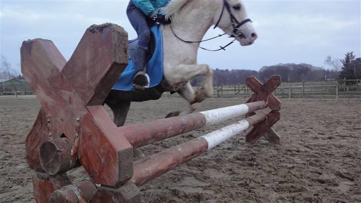 Welsh Mountain (sec A) Liljelunds Sundance - Fordi du så fucking dygtig & redder mig hver gang, selvom jeg er ALT for stor :b billede 10