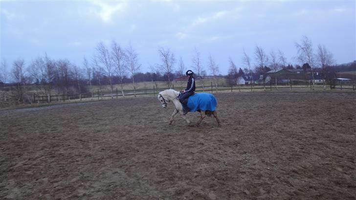 Welsh Mountain (sec A) Liljelunds Sundance - jeg vil gå gennem ild&vand for dig min´skat <3 billede 11