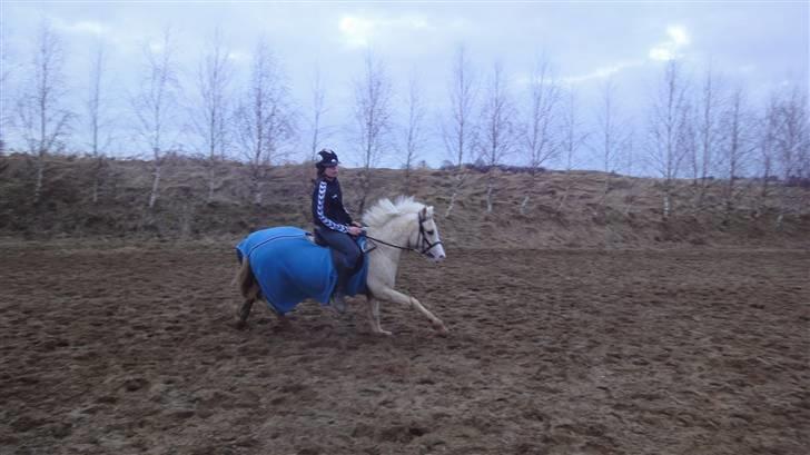 Welsh Mountain (sec A) Liljelunds Sundance - jeg smiler uden på, men græder inden i, jeg savner dig allerede pony <3 billede 12