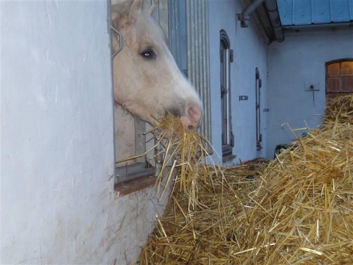 Welsh Mountain (sec A) Liljelunds Sundance - Du elsker dit vindue(: billede 13